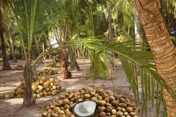Colha cocos sob as palmeiras — Fotografia de Stock