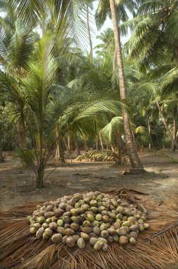 Harvest coconuts collected clipart