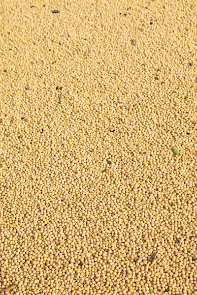 Nasiona soi — Zdjęcie stockowe