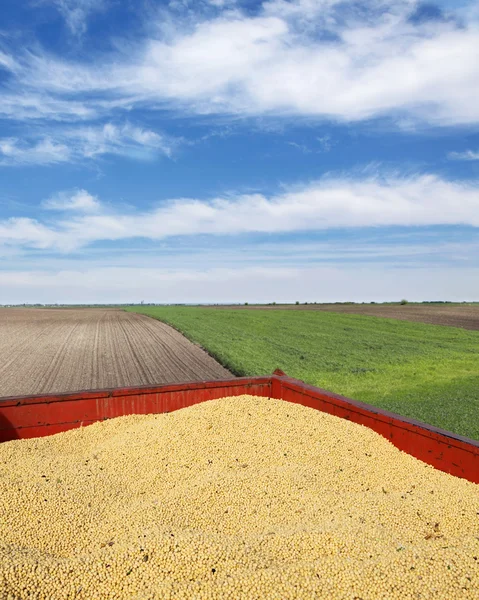 大豆の収穫++ — ストック写真