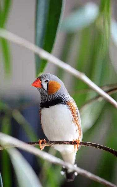 Pet bird — Stock Photo, Image