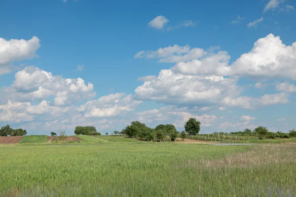 Marsh landskap — Stockfoto