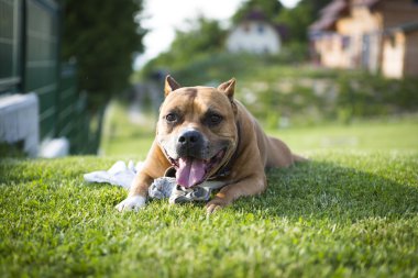 Dog playing on the grass clipart