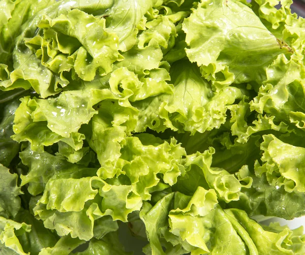 Salată verde proaspătă Fotografie de stoc