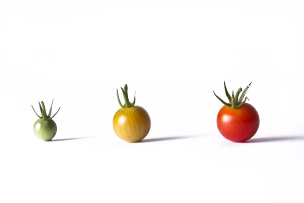 Lebenszyklus von Tomaten lizenzfreie Stockbilder