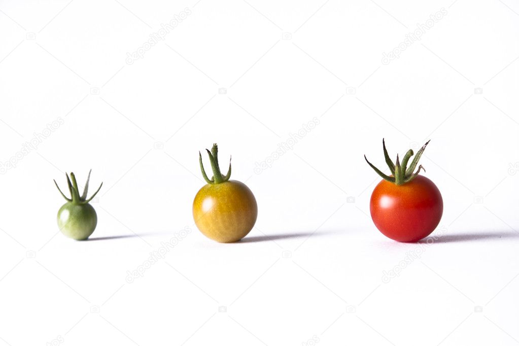 Tomato Life Cycle
