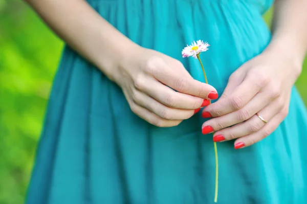 Human hands holding chamomile outdoors — Stock Photo, Image