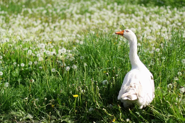 Stock image Goose in the grass