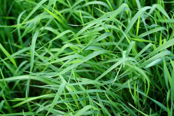 stock image Green grass background