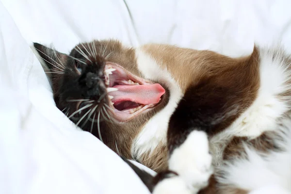 Kočka probuzení — Stock fotografie