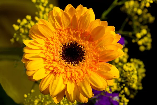 Żółty kwiat — Zdjęcie stockowe