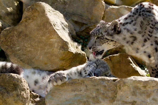Leopardo de la nieve Uncia uncia — Foto de Stock