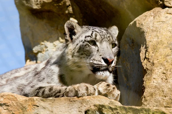 Leopardo de la nieve Uncia uncia — Foto de Stock