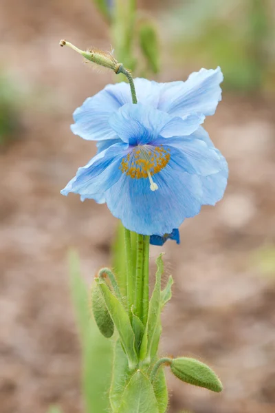 Blue poppy ( Meconopsis bailey) — Stock Photo, Image