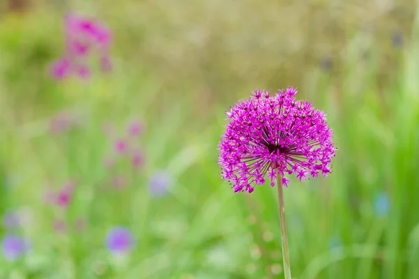 Mor çiçek (Allium Giganteum) — Stok fotoğraf