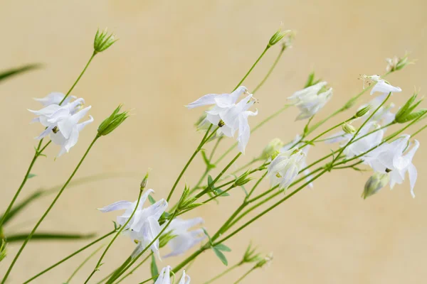 Vit blomma — Stockfoto