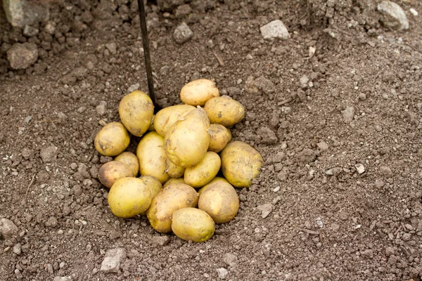 stock image Potatoes