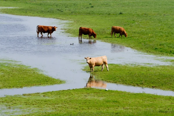 Vaci — Fotografie, imagine de stoc