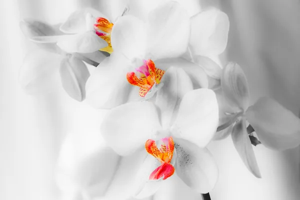 Białe storczyki — Zdjęcie stockowe