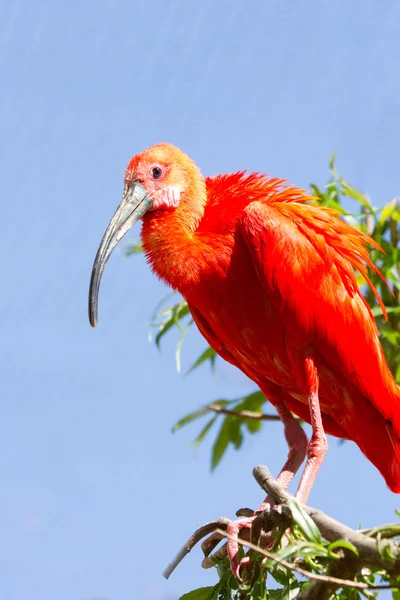 Röd ibis — Stockfoto