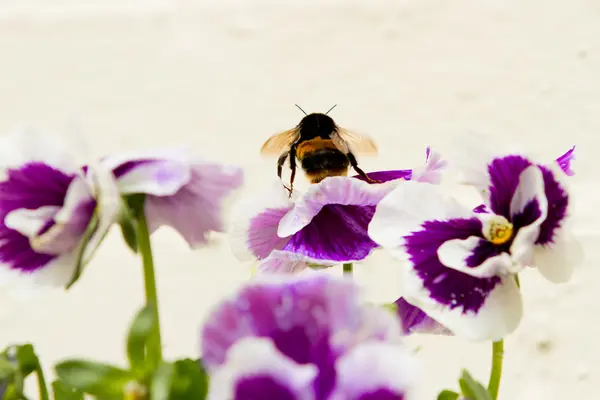 stock image Bumble bee