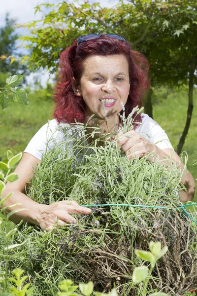 Smilling women smelling lavender — Stock Photo, Image