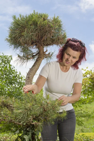 Women trimmming natural bonsai — Stock Photo, Image