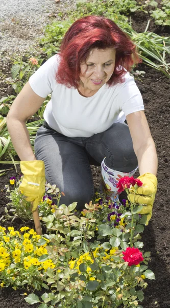 Femme jardinier arrangeant des roses — Photo