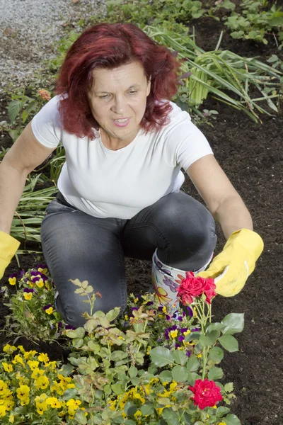 Women gardener arranging roses — Stock Photo, Image