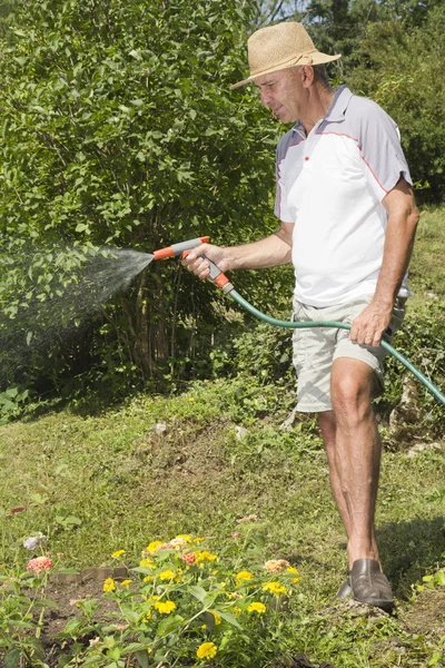 Мужчина средних лет поливает сад — стоковое фото