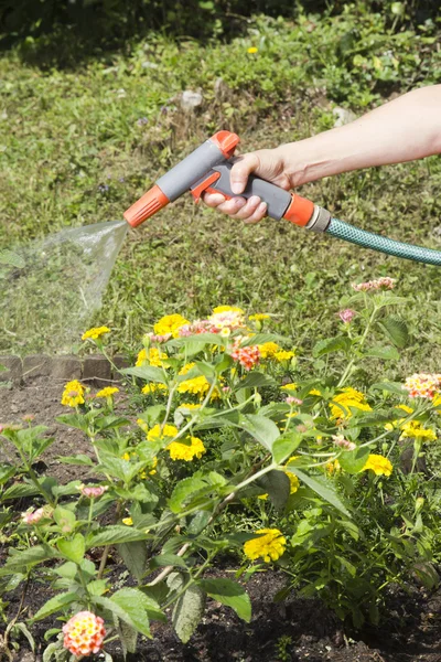 Watering the garden — Stock Photo, Image