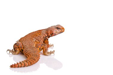 Kertenkele (uromastyx)