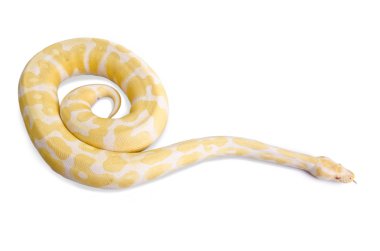 Burmese python clipart