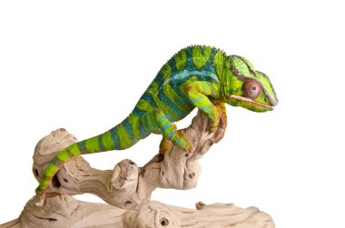 Colorful chameleon (5) clipart