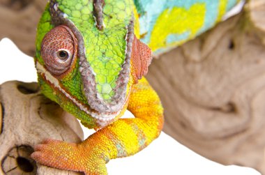 Colorful chameleon (3) clipart