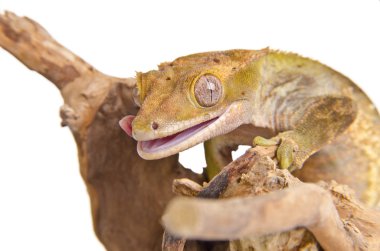 Crested gecko (3) clipart