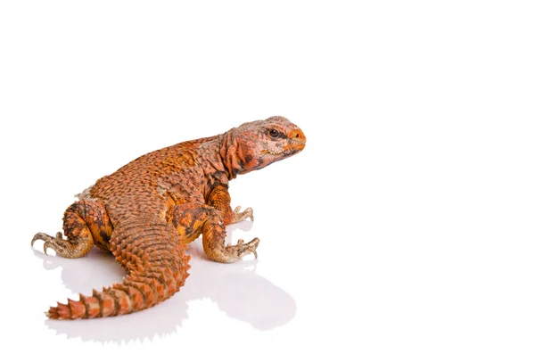 Lizard (uromastyx) — Stock Photo, Image
