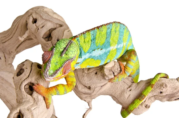 Colorful chameleon (4) — Stock Photo, Image