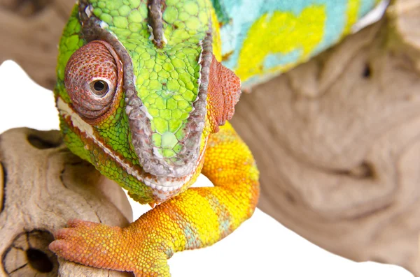 Kolorowy kameleon (3) — Zdjęcie stockowe