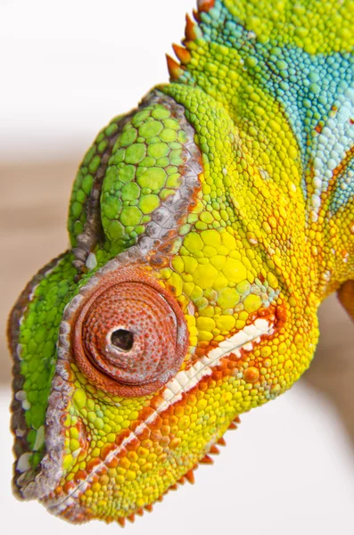 Kolorowy kameleon (2) — Zdjęcie stockowe