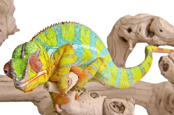 Kolorowe kameleon. — Zdjęcie stockowe