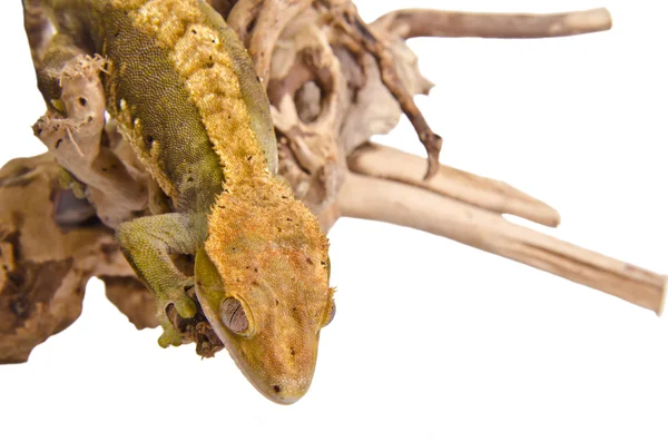 Chocholatý gecko (5) — Stock fotografie