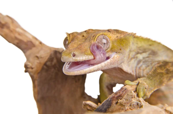 Crested gecko (2) — Zdjęcie stockowe