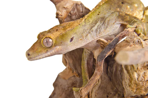 Crested gecko (1) — Zdjęcie stockowe
