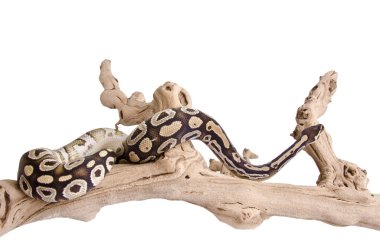 Mojave Kraliyet python