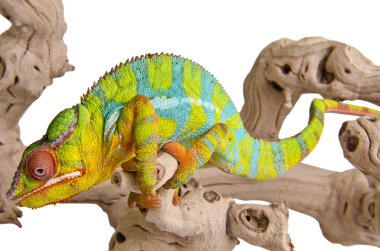 Colorful chameleon. clipart