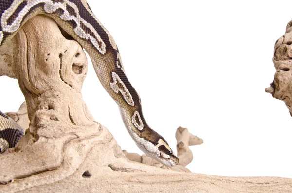 Mojave Koninklijke python — Stockfoto