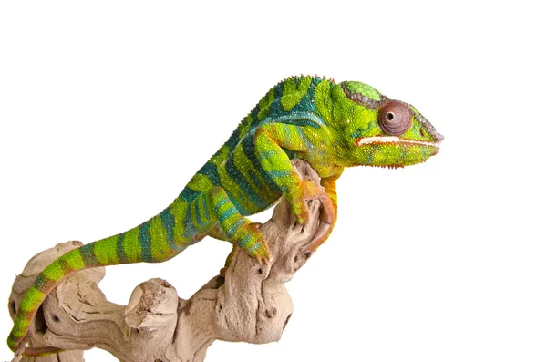 Barevný chameleon. — Stock fotografie