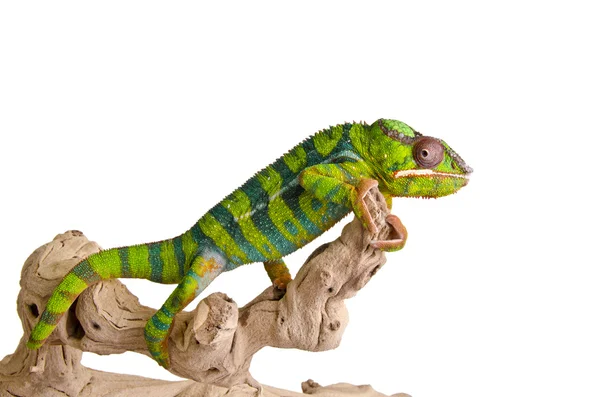 Colorful chameleon. — Stock Photo, Image