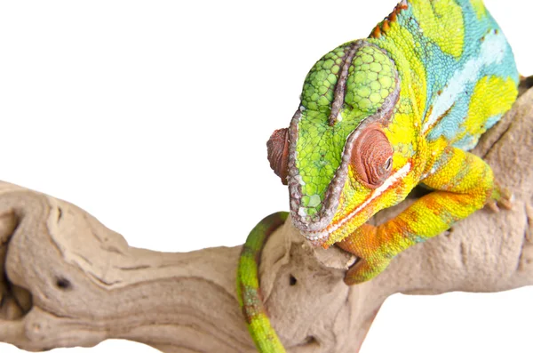 Färgglada kameleont. — Stockfoto